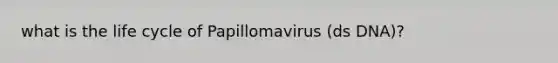 what is the life cycle of Papillomavirus (ds DNA)?