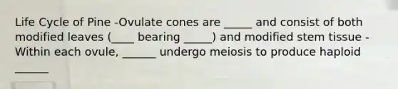 Life Cycle of Pine -Ovulate cones are _____ and consist of both modified leaves (____ bearing _____) and modified stem tissue -Within each ovule, ______ undergo meiosis to produce haploid ______