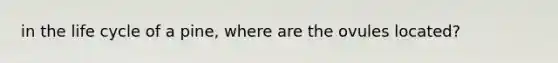 in the life cycle of a pine, where are the ovules located?