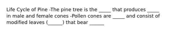 Life Cycle of Pine -The pine tree is the _____ that produces _____ in male and female cones -Pollen cones are _____ and consist of modified leaves (______) that bear ______