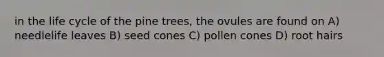 in the life cycle of the pine trees, the ovules are found on A) needlelife leaves B) seed cones C) pollen cones D) root hairs