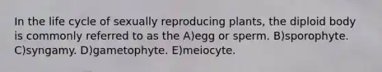 In the life cycle of sexually reproducing plants, the diploid body is commonly referred to as the A)egg or sperm. B)sporophyte. C)syngamy. D)gametophyte. E)meiocyte.