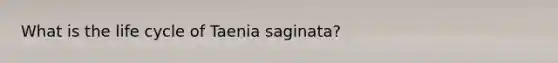 What is the life cycle of Taenia saginata?