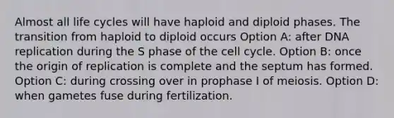 Almost all life cycles will have haploid and diploid phases. The transition from haploid to diploid occurs Option A: after DNA replication during the S phase of the cell cycle. Option B: once the origin of replication is complete and the septum has formed. Option C: during crossing over in prophase I of meiosis. Option D: when gametes fuse during fertilization.