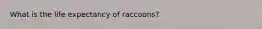 What is the life expectancy of raccoons?