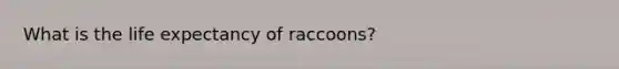 What is the life expectancy of raccoons?