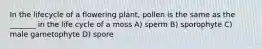 In the lifecycle of a flowering plant, pollen is the same as the _______ in the life cycle of a moss A) sperm B) sporophyte C) male gametophyte D) spore