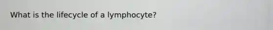 What is the lifecycle of a lymphocyte?