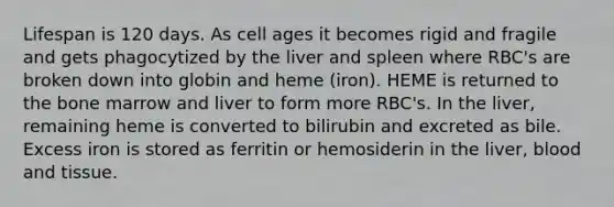 Lifespan is 120 days. As cell ages it becomes rigid and fragile and gets phagocytized by the liver and spleen where RBC's are broken down into globin and heme (iron). HEME is returned to the bone marrow and liver to form more RBC's. In the liver, remaining heme is converted to bilirubin and excreted as bile. Excess iron is stored as ferritin or hemosiderin in the liver, blood and tissue.