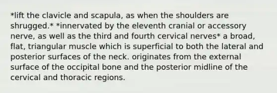 *lift the clavicle and scapula, as when the shoulders are shrugged.* *innervated by the eleventh cranial or accessory nerve, as well as the third and fourth cervical nerves* a broad, flat, triangular muscle which is superficial to both the lateral and posterior surfaces of the neck. originates from the external surface of the occipital bone and the posterior midline of the cervical and thoracic regions.