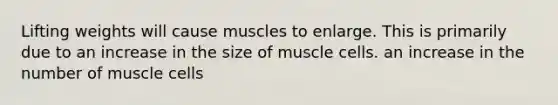 Lifting weights will cause muscles to enlarge. This is primarily due to an increase in the size of muscle cells. an increase in the number of muscle cells