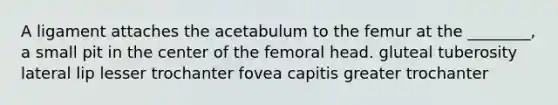 A ligament attaches the acetabulum to the femur at the ________, a small pit in the center of the femoral head. gluteal tuberosity lateral lip lesser trochanter fovea capitis greater trochanter