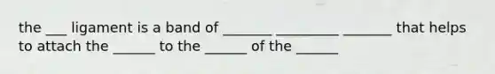 the ___ ligament is a band of _______ _________ _______ that helps to attach the ______ to the ______ of the ______