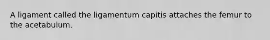 A ligament called the ligamentum capitis attaches the femur to the acetabulum.