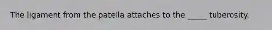 The ligament from the patella attaches to the _____ tuberosity.
