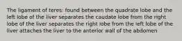 The ligament of teres: found between the quadrate lobe and the left lobe of the liver separates the caudate lobe from the right lobe of the liver separates the right lobe from the left lobe of the liver attaches the liver to the anterior wall of the abdomen