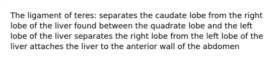 The ligament of teres: separates the caudate lobe from the right lobe of the liver found between the quadrate lobe and the left lobe of the liver separates the right lobe from the left lobe of the liver attaches the liver to the anterior wall of the abdomen