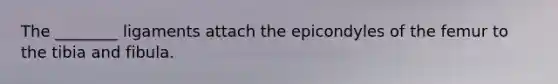 The ________ ligaments attach the epicondyles of the femur to the tibia and fibula.