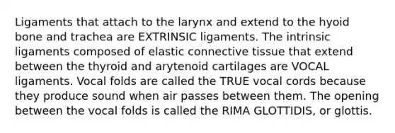 Ligaments that attach to the larynx and extend to the hyoid bone and trachea are EXTRINSIC ligaments. The intrinsic ligaments composed of elastic connective tissue that extend between the thyroid and arytenoid cartilages are VOCAL ligaments. Vocal folds are called the TRUE vocal cords because they produce sound when air passes between them. The opening between the vocal folds is called the RIMA GLOTTIDIS, or glottis.