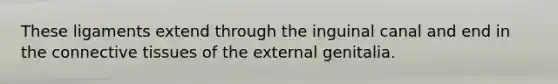 These ligaments extend through the inguinal canal and end in the connective tissues of the external genitalia.