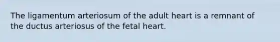 The ligamentum arteriosum of the adult heart is a remnant of the ductus arteriosus of the fetal heart.