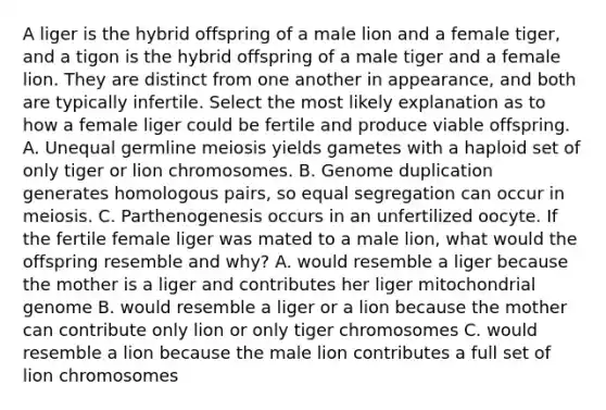 A liger is the hybrid offspring of a male lion and a female tiger, and a tigon is the hybrid offspring of a male tiger and a female lion. They are distinct from one another in appearance, and both are typically infertile. Select the most likely explanation as to how a female liger could be fertile and produce viable offspring. A. Unequal germline meiosis yields gametes with a haploid set of only tiger or lion chromosomes. B. Genome duplication generates homologous pairs, so equal segregation can occur in meiosis. C. Parthenogenesis occurs in an unfertilized oocyte. If the fertile female liger was mated to a male lion, what would the offspring resemble and why? A. would resemble a liger because the mother is a liger and contributes her liger mitochondrial genome B. would resemble a liger or a lion because the mother can contribute only lion or only tiger chromosomes C. would resemble a lion because the male lion contributes a full set of lion chromosomes