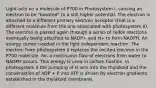 Light acts on a molecule of P700 in Photosystem I, causing an electron to be "boosted" to a still higher potential. The electron is attached to a different primary electron acceptor (that is a different molecule from the one associated with photosystem II). The electron is passed again through a series of redox reactions eventually being attached to NADP+ and H+ to form NADPH, An energy carrier needed in the light independent reaction. The electron from photosystem II replaces the excited electron in the P700 molecule. So, a continuous flow of electrons from water to NADPH occurs. This energy is used in carbon fixation. In photosystem II the pumping of H ions into the thylakoid and the conversation of ADP + P into ATP is driven By electron gradients established in the thylakoid membrane.