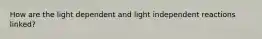 How are the light dependent and light independent reactions linked?