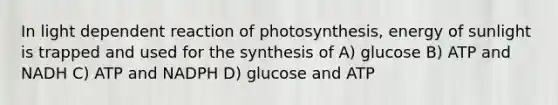 In light dependent reaction of photosynthesis, energy of sunlight is trapped and used for the synthesis of A) glucose B) ATP and NADH C) ATP and NADPH D) glucose and ATP