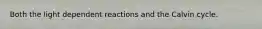 Both the light dependent reactions and the Calvin cycle.