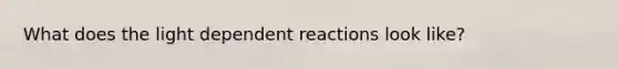 What does the light dependent reactions look like?