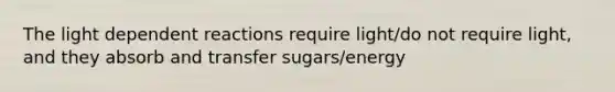 The light dependent reactions require light/do not require light, and they absorb and transfer sugars/energy