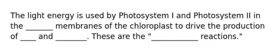 The light energy is used by Photosystem I and Photosystem II in the _______ membranes of the chloroplast to drive the production of ____ and ________. These are the "____________ reactions."