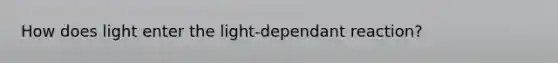 How does light enter the light-dependant reaction?