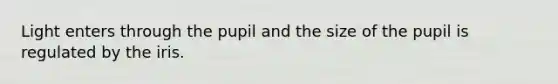 Light enters through the pupil and the size of the pupil is regulated by the iris.