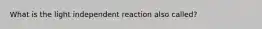 What is the light independent reaction also called?