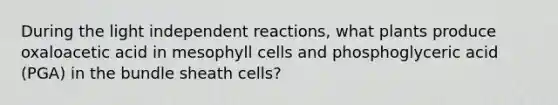 During the light independent reactions, what plants produce oxaloacetic acid in mesophyll cells and phosphoglyceric acid (PGA) in the bundle sheath cells?