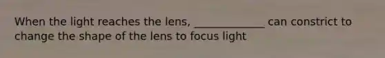 When the light reaches the lens, _____________ can constrict to change the shape of the lens to focus light