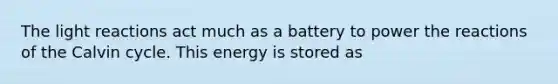 The light reactions act much as a battery to power the reactions of the Calvin cycle. This energy is stored as