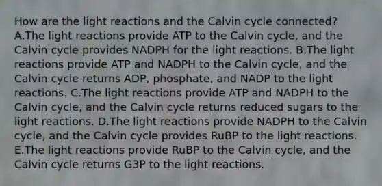 How are the light reactions and the Calvin cycle connected? A.The light reactions provide ATP to the Calvin cycle, and the Calvin cycle provides NADPH for the light reactions. B.The light reactions provide ATP and NADPH to the Calvin cycle, and the Calvin cycle returns ADP, phosphate, and NADP to the light reactions. C.The light reactions provide ATP and NADPH to the Calvin cycle, and the Calvin cycle returns reduced sugars to the light reactions. D.The light reactions provide NADPH to the Calvin cycle, and the Calvin cycle provides RuBP to the light reactions. E.The light reactions provide RuBP to the Calvin cycle, and the Calvin cycle returns G3P to the light reactions.