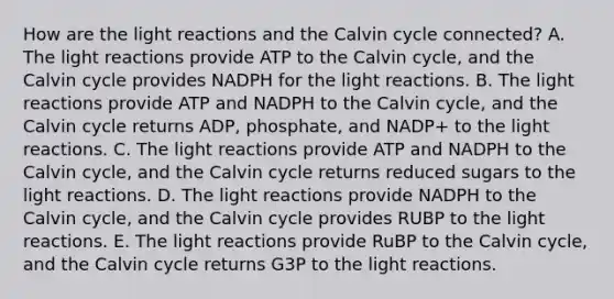 How are the light reactions and the Calvin cycle connected? A. The light reactions provide ATP to the Calvin cycle, and the Calvin cycle provides NADPH for the light reactions. B. The light reactions provide ATP and NADPH to the Calvin cycle, and the Calvin cycle returns ADP, phosphate, and NADP+ to the light reactions. C. The light reactions provide ATP and NADPH to the Calvin cycle, and the Calvin cycle returns reduced sugars to the light reactions. D. The light reactions provide NADPH to the Calvin cycle, and the Calvin cycle provides RUBP to the light reactions. E. The light reactions provide RuBP to the Calvin cycle, and the Calvin cycle returns G3P to the light reactions.