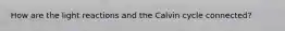 How are the light reactions and the Calvin cycle connected?