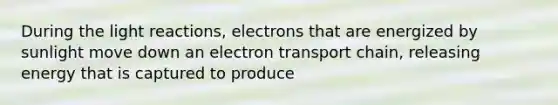 During the light reactions, electrons that are energized by sunlight move down an electron transport chain, releasing energy that is captured to produce