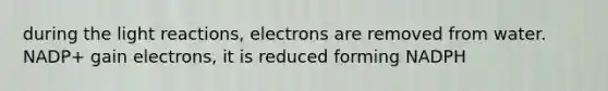 during the light reactions, electrons are removed from water. NADP+ gain electrons, it is reduced forming NADPH