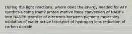 During the light reactions, where does the energy needed for ATP synthesis come from? proton motive force conversion of NADP+ into NADPH transfer of electrons between pigment molecules oxidation of water active transport of hydrogen ions reduction of carbon dioxide