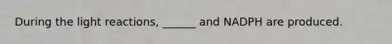 During the <a href='https://www.questionai.com/knowledge/kSUoWrrvoC-light-reactions' class='anchor-knowledge'>light reactions</a>, ______ and NADPH are produced.