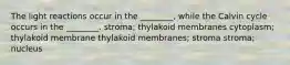 The light reactions occur in the ________, while the Calvin cycle occurs in the ________. stroma; thylakoid membranes cytoplasm; thylakoid membrane thylakoid membranes; stroma stroma; nucleus