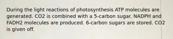 During the light reactions of photosynthesis ATP molecules are generated. CO2 is combined with a 5-carbon sugar. NADPH and FADH2 molecules are produced. 6-carbon sugars are stored. CO2 is given off.