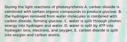 During the light reactions of photosynthesis A. carbon dioxide is combined with certain organic compounds to produce glucose. B. the hydrogen removed from water molecules is combined with carbon dioxide, forming glucose. C. water is split through photon energy into hydrogen and water. D. water is split by ATP into hydrogen ions, electrons, and oxygen. E. carbon dioxide is split into oxygen and carbon atoms.