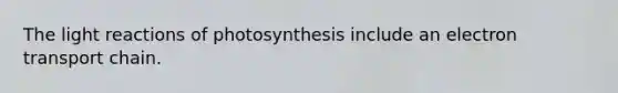 The light reactions of photosynthesis include an electron transport chain.